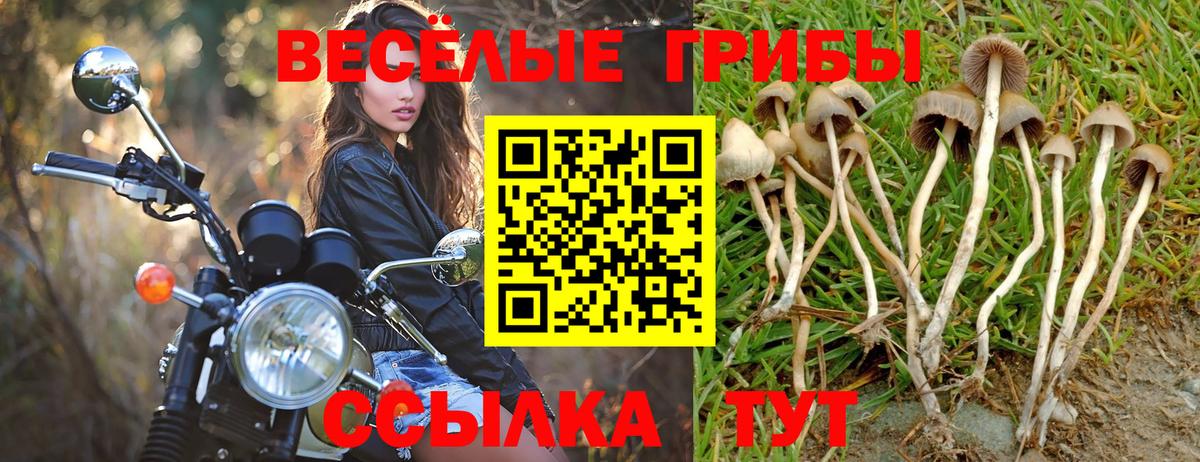 Галлюциногенные грибы Cubensis  Лысьва 